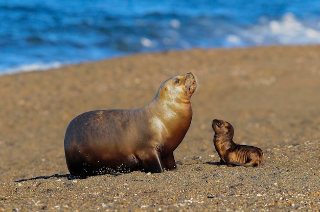 Photo south american sea lion, peninsula valdes, patagonia, argentina.