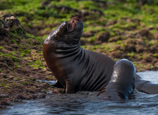 SOUTH AMERICAN SEA LION pupPeninsula Valdes Chubutパタゴニア アルゼンチン