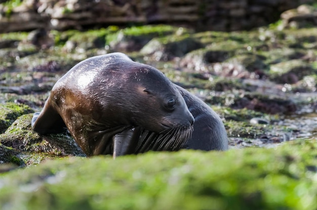 Photo south american sea lion puppeninsula valdes chubutpatagonia argentina