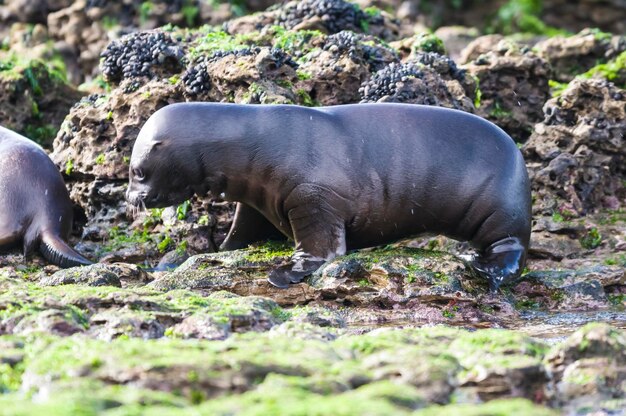 Photo south american sea lion puppeninsula valdes chubutpatagonia argentina