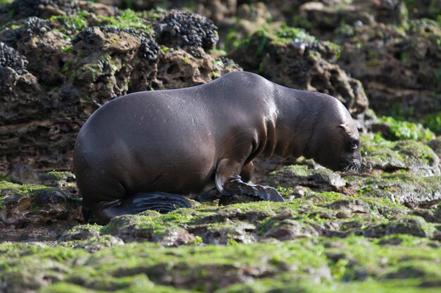 SOUTH AMERICAN SEA LION pupPeninsula Valdes ChubutPatagonia Argentina