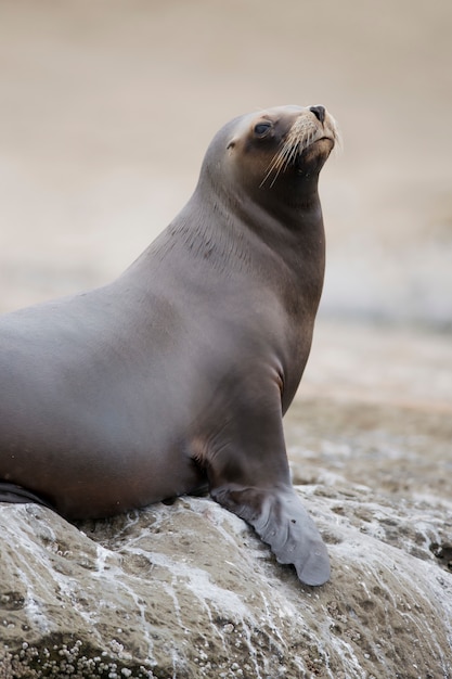 Photo south american sea lion
