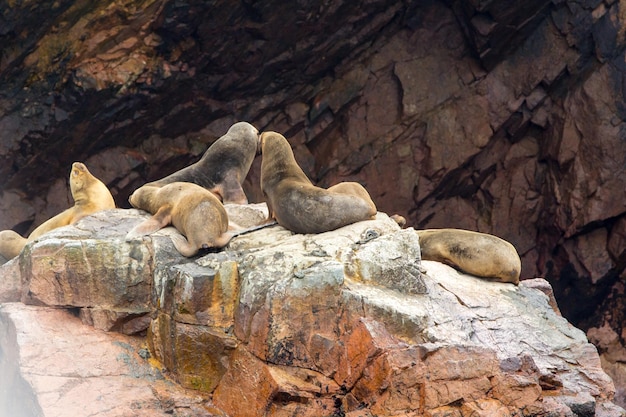 파라카스 국립공원의 발레스타스 섬 바위에서 휴식을 취하는 남미 바다사자페루 동식물군