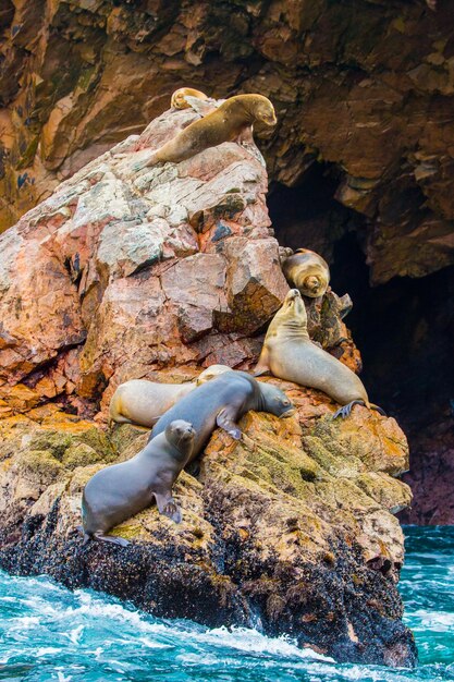 South american sea lions relaxing on rocks of ballestas islands\
in paracas national parkperu flora and fauna