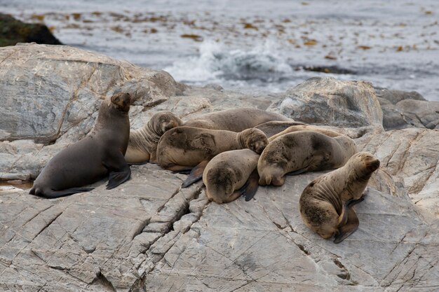 Photo south american sea lions