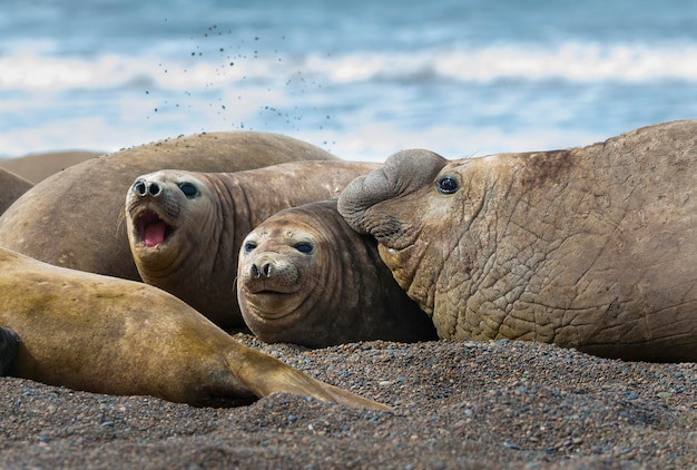 South Atlantic Elephant Seal, Peninsula Valdes, Chubut Province, Patagonia, Argentina