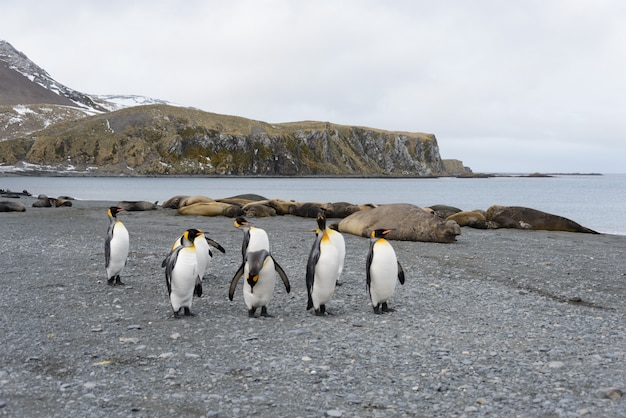 South Georgia landscape with king penguins