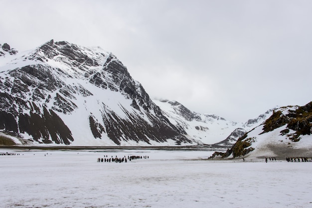 South Georgia landscape