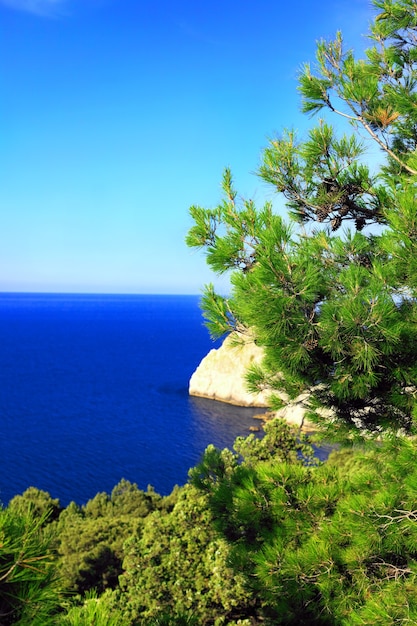 South part of Crimea peninsula, Mediterranean  Pine.