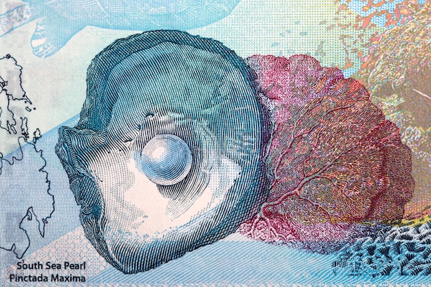 South sea pearl a portrait from Philippine peso