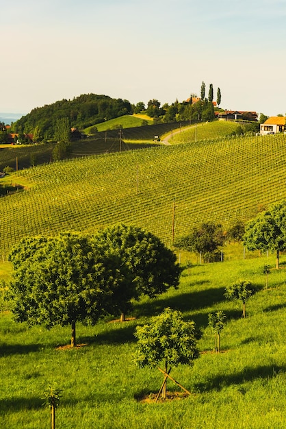 Foto vigneti della stiria meridionale paesaggio vicino a gamlitz austria eckberg europa colline d'uva