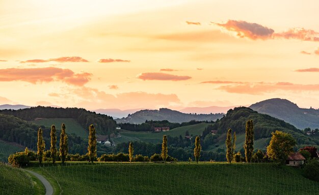 Foto paesaggio dei vigneti della stiria meridionale vicino a gamlitz austria europa grape hills vista da wine road