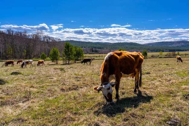 South Ural cows pasture farm with a unique landscape vegetation and diversity of nature