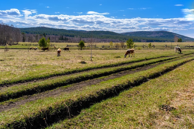 Allevamento di mucche degli urali meridionali con una vegetazione paesaggistica unica e diversità della natura