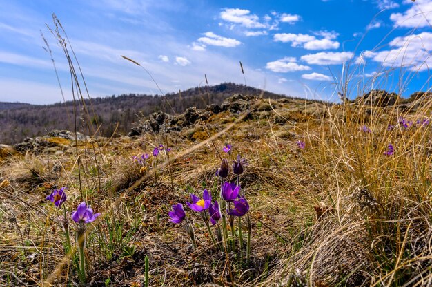 South ural flower with a unique landscape vegetation and diversity of nature in spring