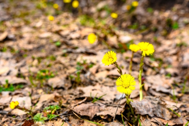 South Ural flower with a unique landscape vegetation and diversity of nature