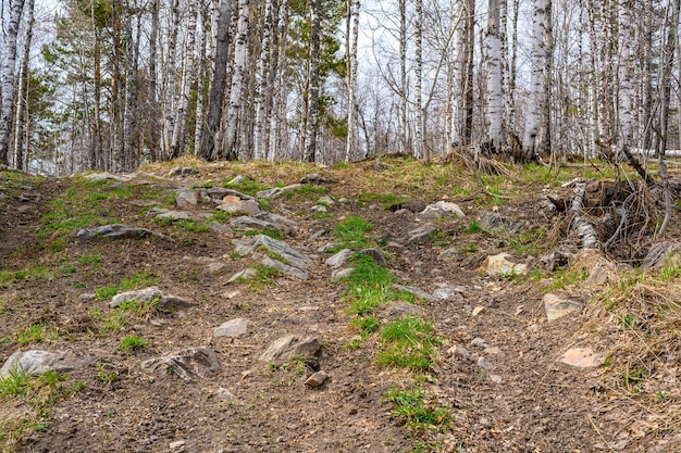 Strada forestale degli urali meridionali con una vegetazione paesaggistica unica e diversità della natura