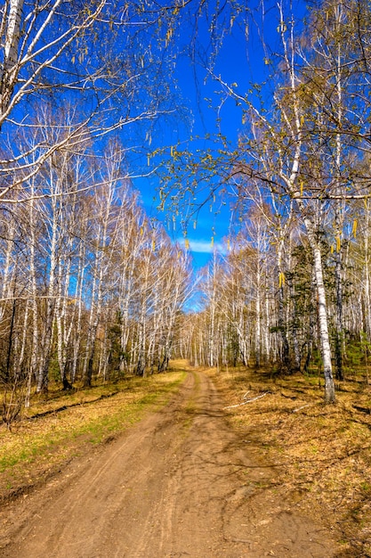 South Ural forest road with a unique landscape vegetation and diversity of nature