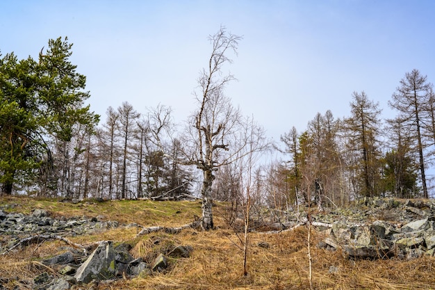 South Ural forest with a unique landscape vegetation and diversity of nature