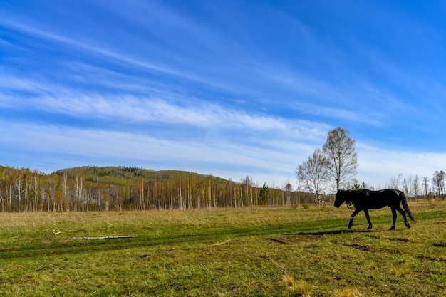 South Ural horses horseback riding farm with a unique landscape vegetation and diversity of nature