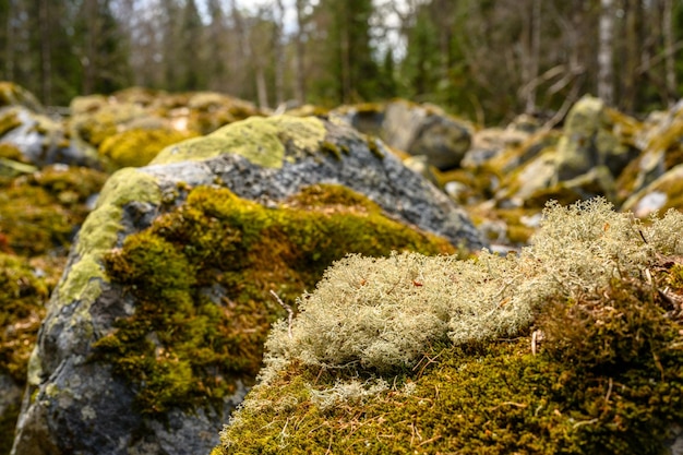 Южноуральские курумники камни булыжники мох с уникальной ландшафтной растительностью и разнообразием природы