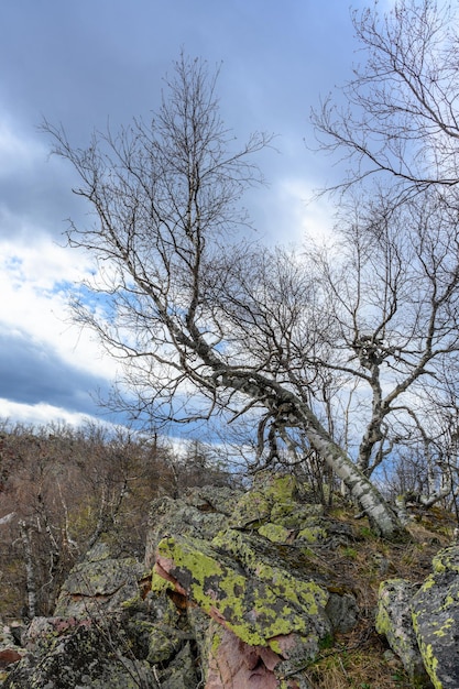 独特の景観植生と多様な自然のある南ウラル山脈