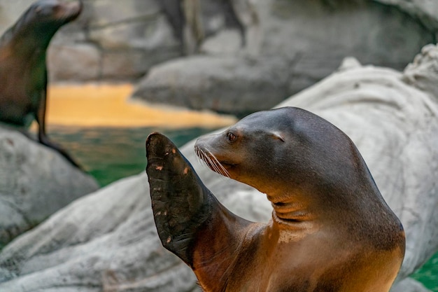 Southamerican sea lion male portrait