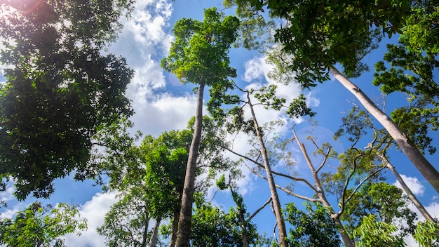 Southeast Asia tourist attraction, Malaysia Borneo, Sandakan, Sabah, the big tree in the jungle