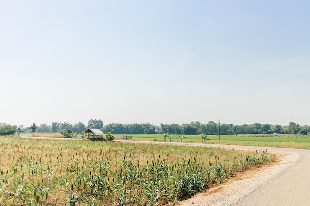 Southeast asian cornfield on bright clear sky daylight