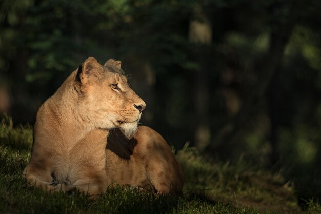 Southern African lion