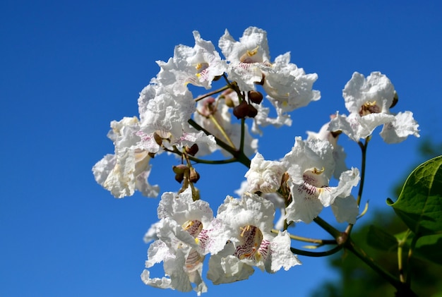 푸른 하늘 배경에 남부 catalpa 나무 꽃. 일반적으로 Catawba 또는 인도 콩 Tree라고하는 Catalpa bignonioides를 피우십시오.