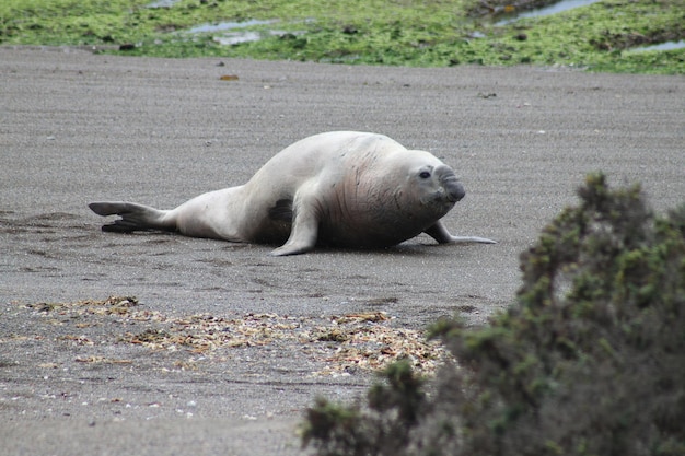 southern elephant seal