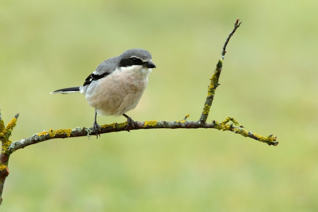 Southern grey shrike with the first sunrise lights