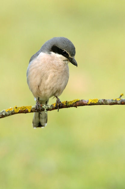 Southern grey shrike with the first sunrise lights