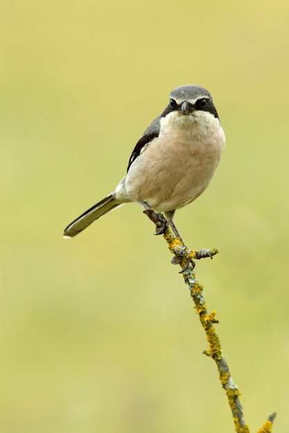 Photo southern grey shrike with the first sunrise lights