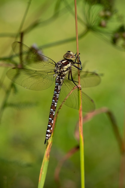 Southern hawker dragonfly sitting on a branch macro photo Blue hawker dragonfly closeup photo