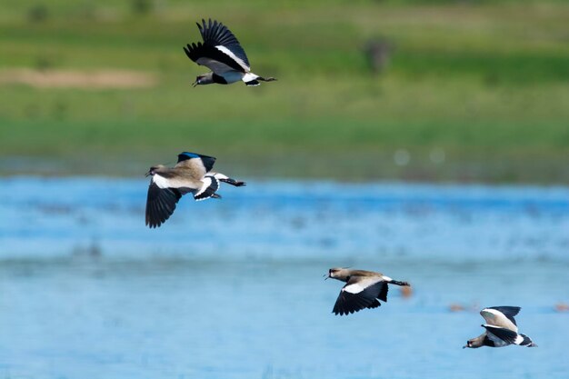 남부 Lapwing Vanellus chilensis 비행 La Pampa Province 파타고니아 아르헨티나