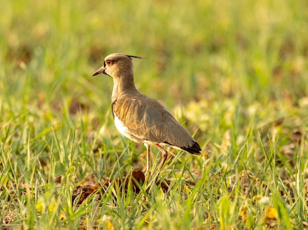 The southern lapwing (Vanellus chilensis) is a wader in the order Charadriiformes..