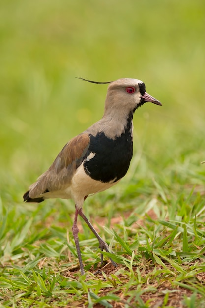 Foto pavoncella meridionale