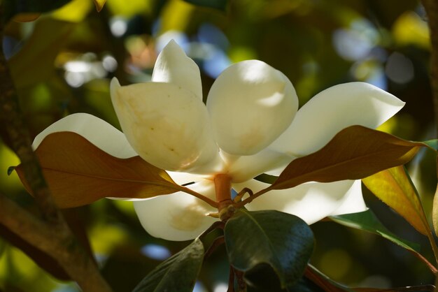 Photo southern magnolia or magnolia grandiflora also known as big laurel bull bay big laurel