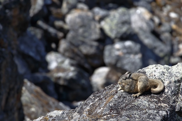 남부 산 Viscacha (Lagidium peruanum)