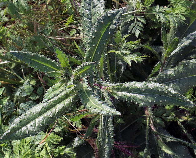 Южное растение с большими шипами на листьях Helminthotheca echioides. Шипы на листьях