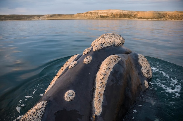 Southern Right walvis, Peninsula Valdes, Patagonië, Argentinië