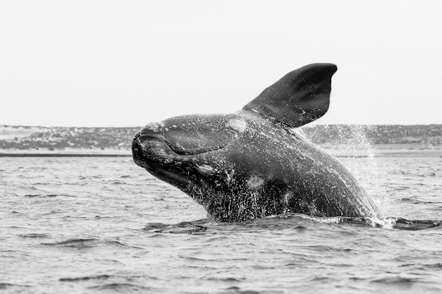 Southern Right walvis springt schiereiland Valdes Patagonië Argentinië