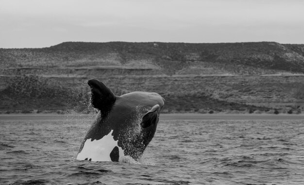 Southern Right walvis springt schiereiland Valdes Patagonië Argentinië