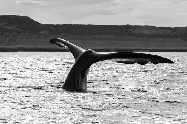 Southern Right walvisstaart Schiereiland Valdes Patagonië Argentinië
