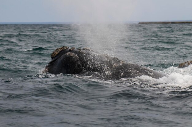 Southern Right whale breathing on the surface Peninsula Valdes Patagonia Argentina