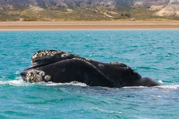 Southern Right whale breathing on the surface Peninsula Valdes Patagonia Argentina