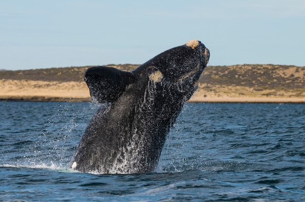 Южный кит прыгает на полуострове Eubalaena Australis Valdes Patagonia