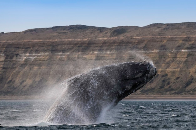 Southern Right whale jumping Peninsula Valdes Patagonia Argentina